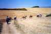 Maremma a cavallo.jpg (50363 byte)