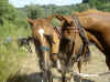 Trekking a Cavallo - Sovana GRosseto.jpg (121552 byte)